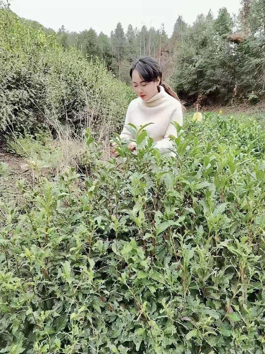 当年的茶艺小姐姐 第3张